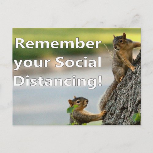 Social Squirrels Postcard