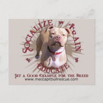 Socialize Train Educate Pitbull Postcard by FrankzPawPrintz at Zazzle
