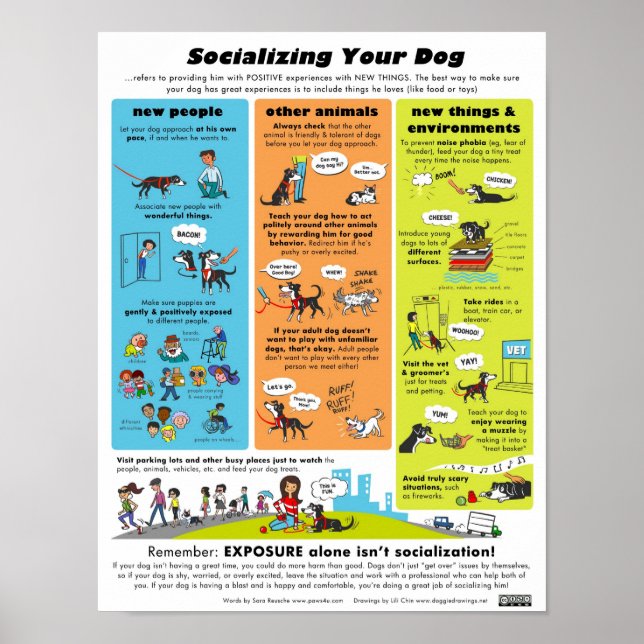 Socializing Your Dog Poster (Front)