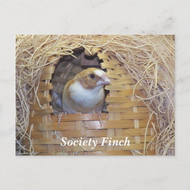SOCIETY FINCH POSTCARD (Front)