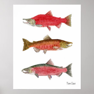 Sockeye,Chinook,Coho Salmon Poster