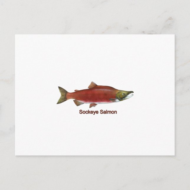 Sockeye - Red Salmon (titled) Postcard (Front)