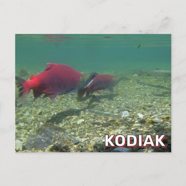 Sockeye Salmon In Kodiak, Alaska Postcard (Front)