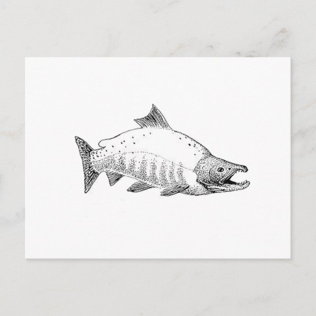 Sockeye Salmon Line Art Postcard (Front)