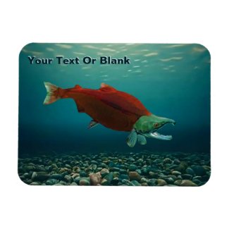 Sockeye Salmon