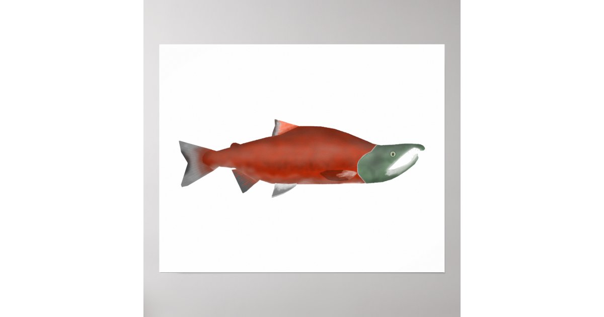 Sockeye Salmon - Spawn Phase Poster