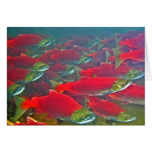 Sockeye Salmon Spawning Run Cards (Front Horizontal)