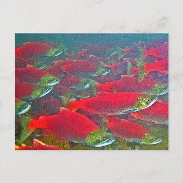 Sockeye Salmon Spawning Run Postcard (Front)