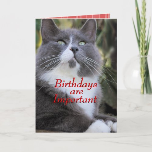 Socks cat  birthday card_ for any occasion card