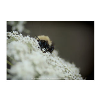 Soft Acrylic Print