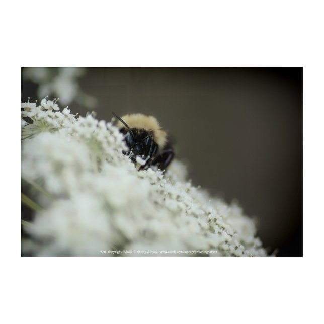 Soft Acrylic Print (Front)