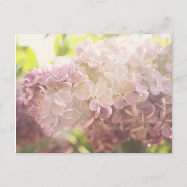 Soft and Purple Postcard (Front)