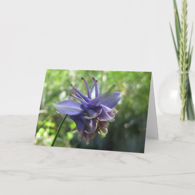 Soft Blue Columbine Card (Front)