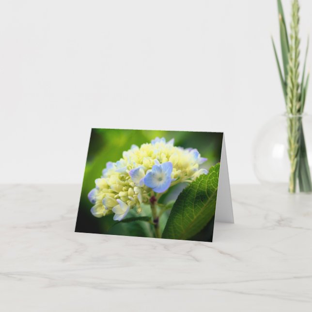 Soft Blue Hydrangea Flower Blank Note Card (Front)