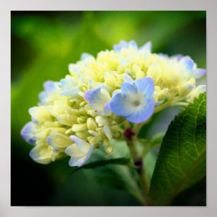 Soft Blue Hydrangea Flower Petals Poster