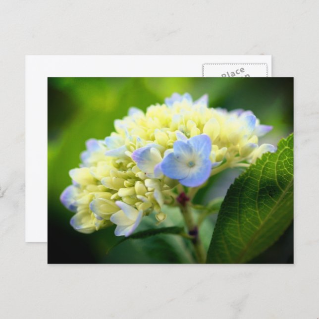 Soft Blue Hydrangea Flower Photography  Postcard (Front/Back)