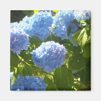 Soft Blue Hydrangea Magnet