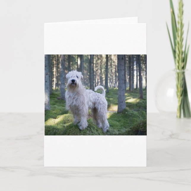 soft caoted wheten terrier full in woods card (Front)
