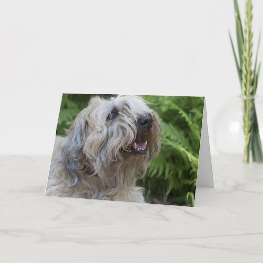 Soft Coated Wheaten Terrier Birthday Card Zazzle Com