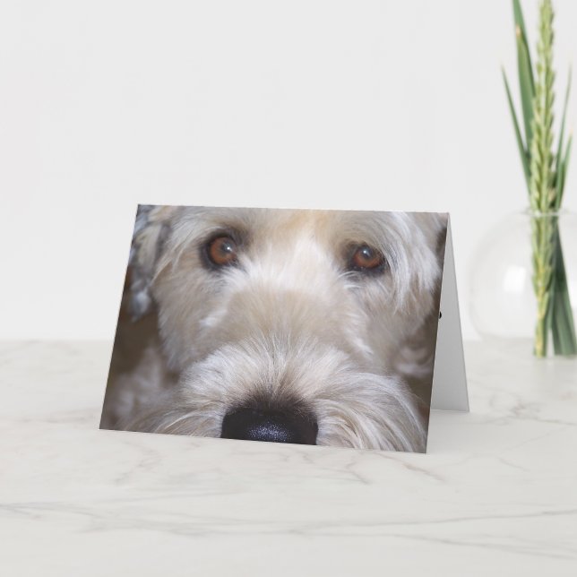 Soft Coated Wheaten Terrier Card (Front)