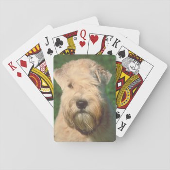 Soft Coated Wheaten Terrier Dog Playing Cards by walkandbark at Zazzle
