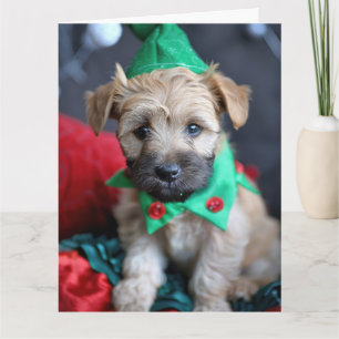 Soft Coated Wheaten Terrier Elf  Card