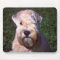 Soft-coated Wheaten Terrier
