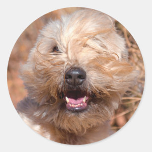Soft Coated Wheaten Terrier portrait Classic Round Sticker