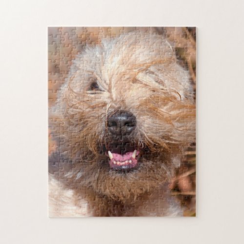 Soft Coated Wheaten Terrier portrait Jigsaw Puzzle