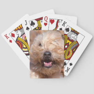 Soft Coated Wheaten Terrier portrait Poker Cards
