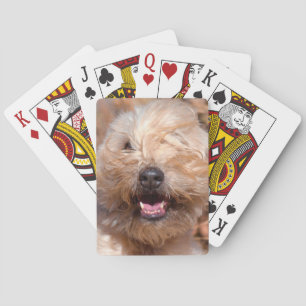 Soft Coated Wheaten Terrier portrait Poker Cards