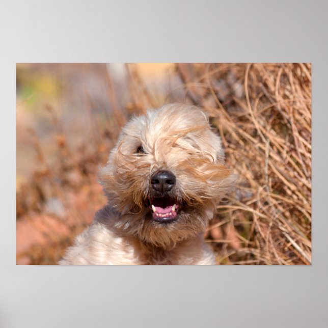 Soft Coated Wheaten Terrier portrait Poster (Front)
