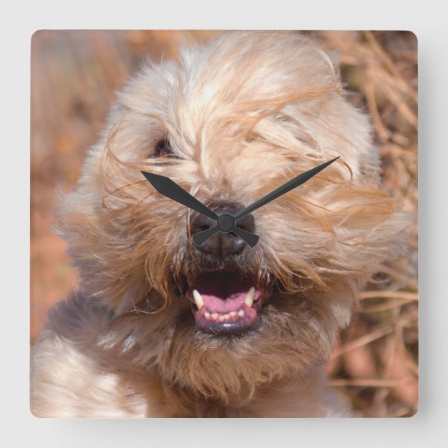 Soft Coated Wheaten Terrier portrait Square Wall Clock (Front)