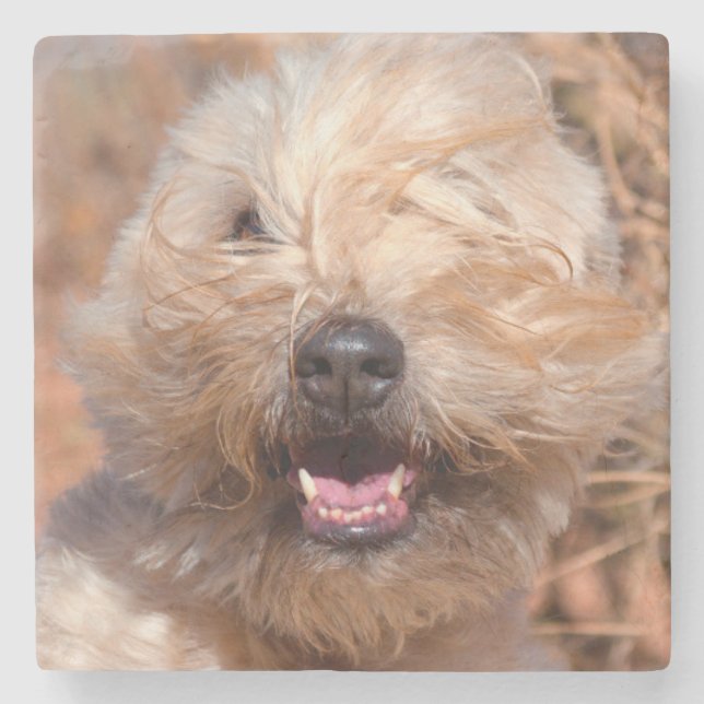 Soft Coated Wheaten Terrier portrait Stone Coaster (Front)