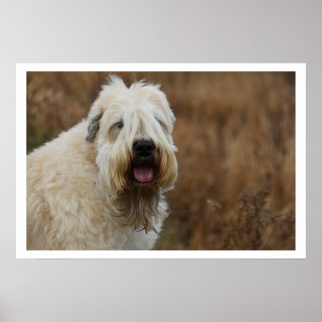 Soft-Coated Wheaten Terrier Poster (Front)