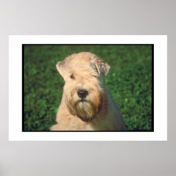 Soft Coated Wheaten Terrier Poster by walkandbark at Zazzle
