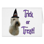 Soft Coated Wheaten Trick (Front Horizontal)