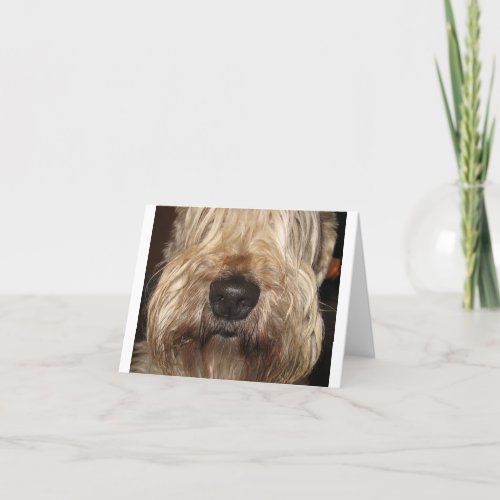 soft_coated wheaton terrierpng card