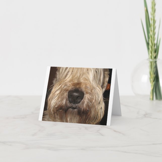 soft coated wheaton terrier.png card (Front)