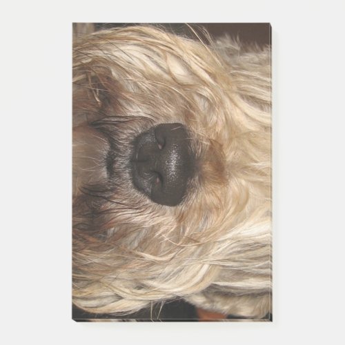 soft coated wheaton terrierpng post_it notes