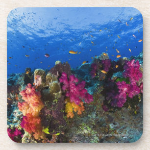 Soft corals on shallow reef, Fiji Beverage Coaster