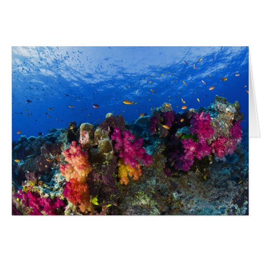 Soft corals on shallow reef, Fiji Cards (Front Horizontal)
