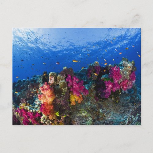 Soft corals on shallow reef Fiji Postcard