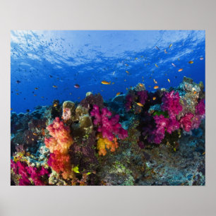 Soft corals on shallow reef, Fiji Poster