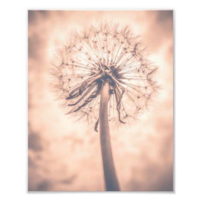 Soft Fairytale Pink Dandelion Blowball  1 Photo Print (Front)