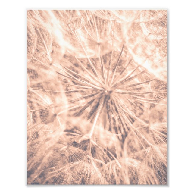  Soft Fairytale Pink Dandelion Blowball 4 Photo Print (Front)