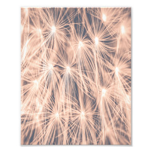  Soft Fairytale Pink Dandelion Blowball 5 Photo Print