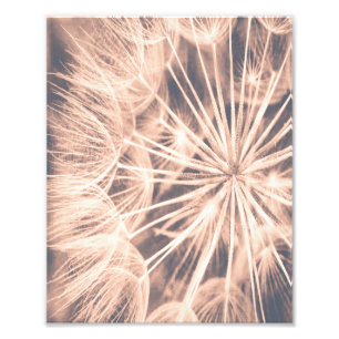 Soft Fairytale Pink Dandelion Blowball  6 Photo Print