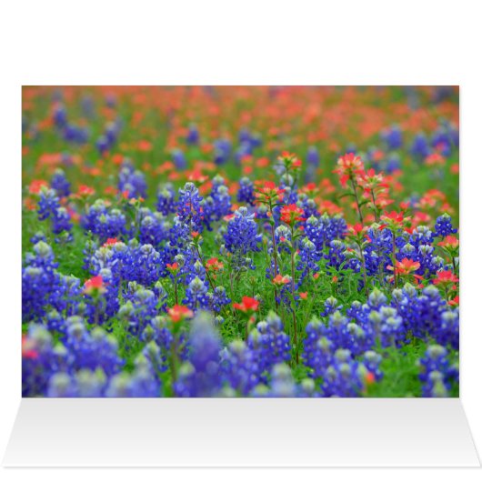 Soft Focus Bluebonnets (Inside Horizontal (Top))
