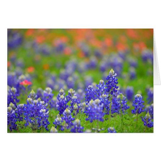 Soft Focus Bluebonnets Cards (Front Horizontal)